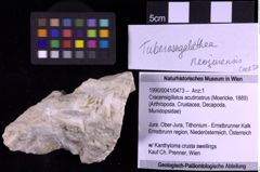 Foto (Objekt + Etiketten) von Cracensigillatus acutirostrus (Moericke, 1889) (NHMW-GEO-1990-0041-0473)